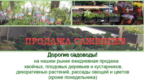 Ежедневная продажа саженцев